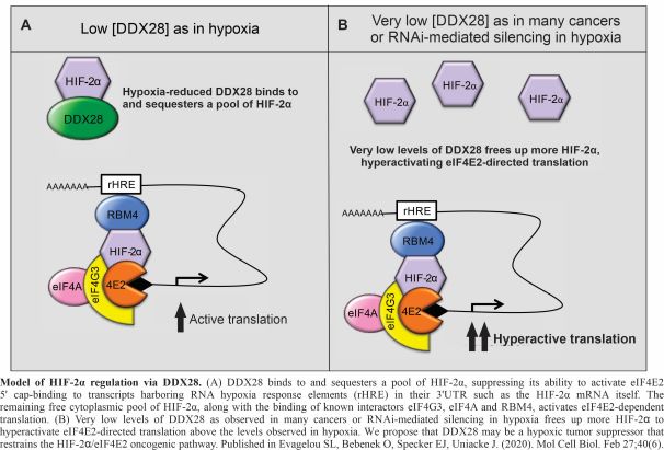 Figure depicting HIF2-alpha regulation via DDX28